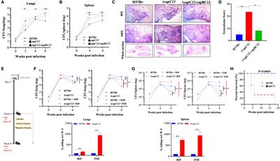 VapC12 ribonuclease toxin modulates host immune response during Mycobacterium tuberculosis infection